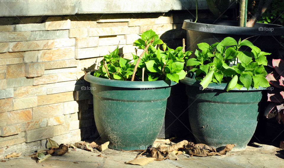 house plants