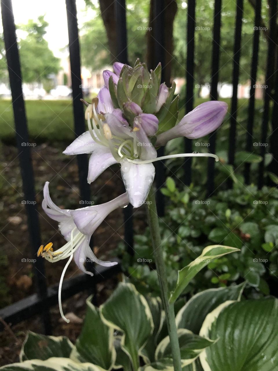 Backyard Hosta Flower