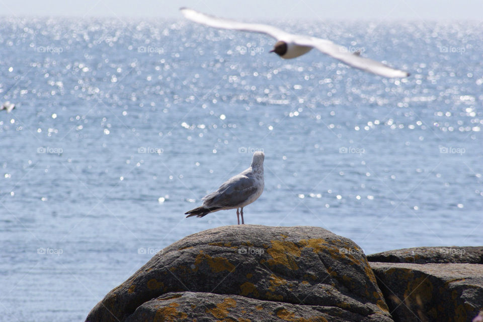 sea hav seagull varberg by hoppakissej