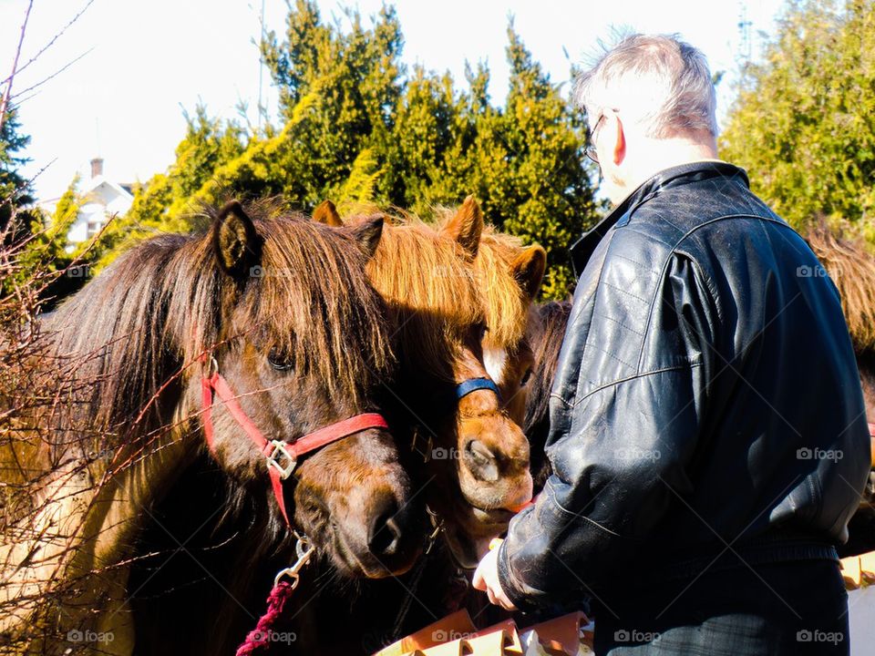 Feeding horses