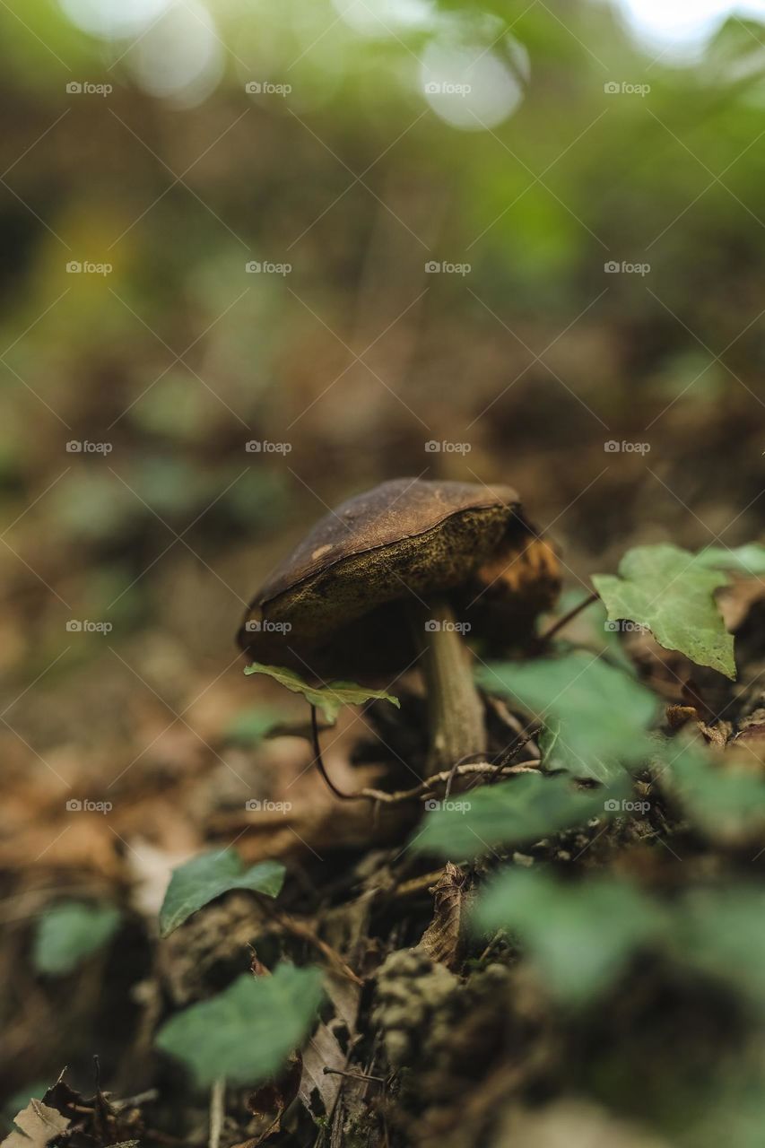 mystical beautiful mushrooms in lechu, mushrooms are listed in various rivers, shapes and forms of mushroom origin.