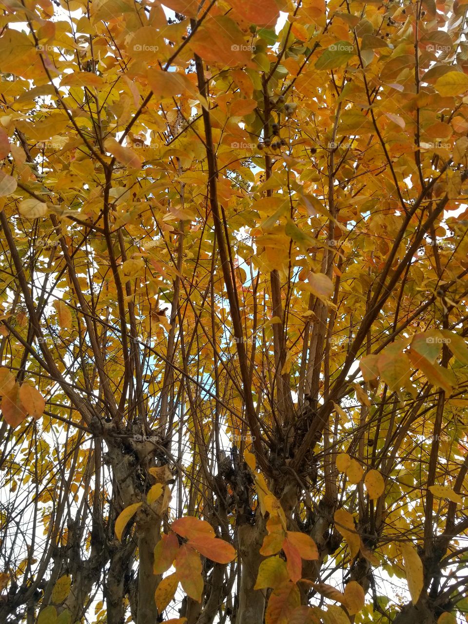 Yellowish-orange leaves on tree.