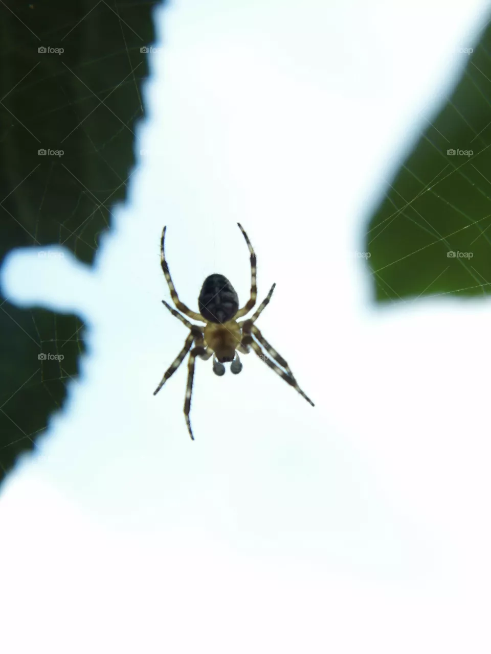 spider