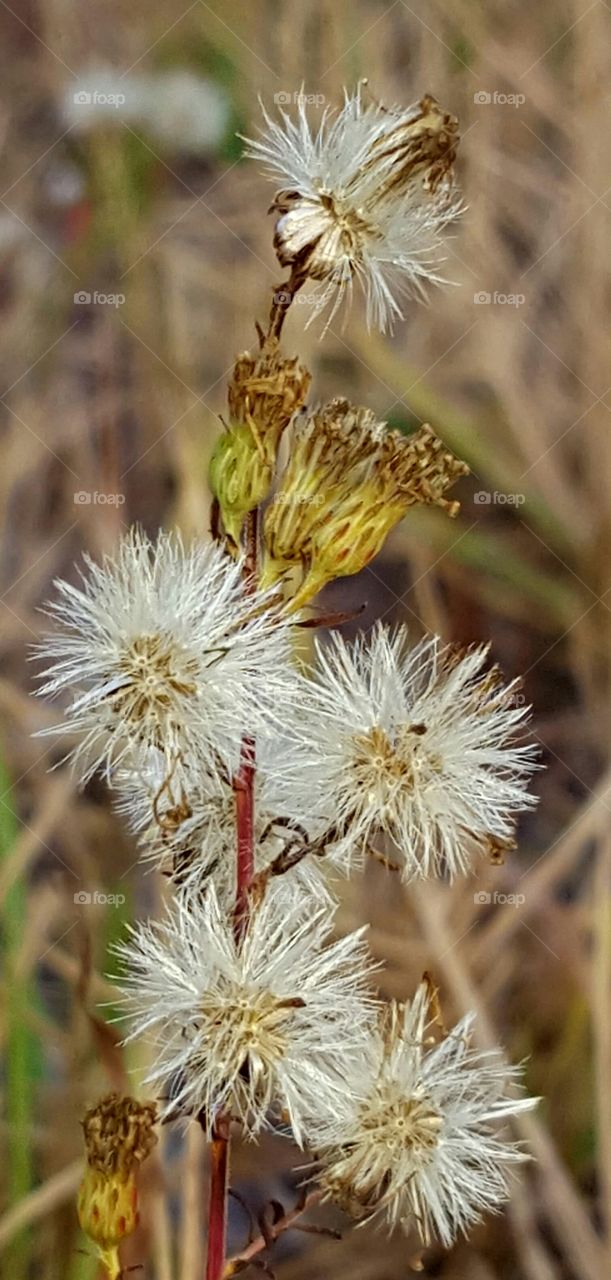 Nature, Flora, Flower, Seed, Closeup