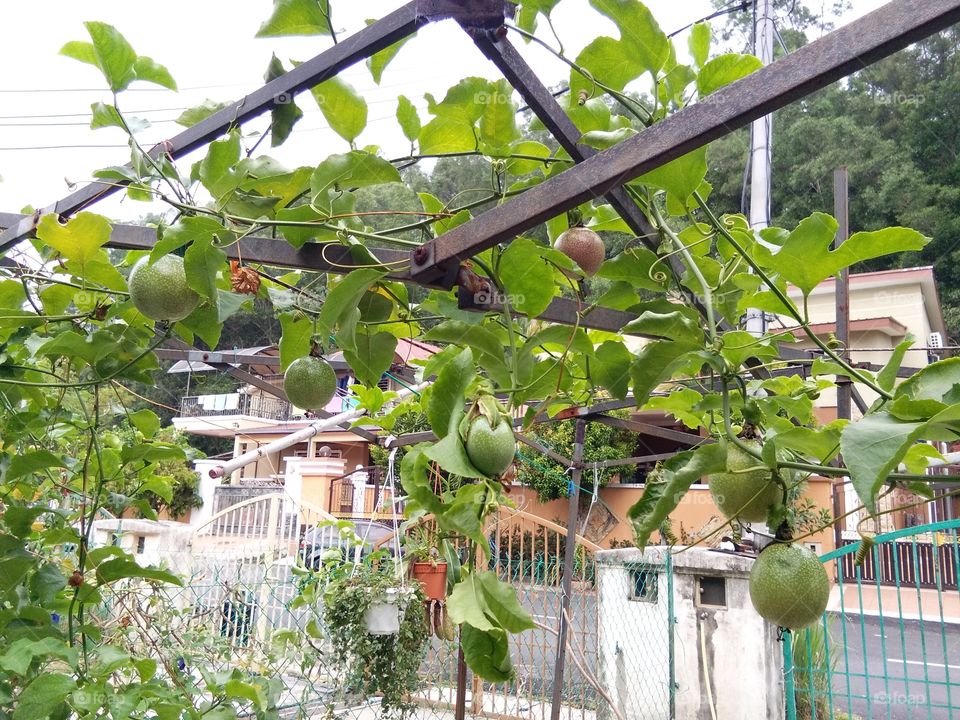 passionfruits on hanging vines