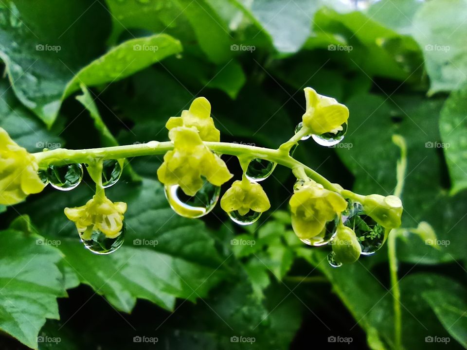 beautiful rain drops on green leaves,just like pearls