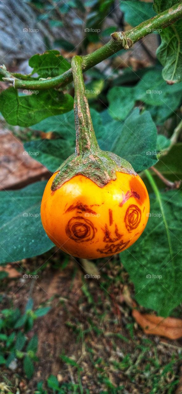 Eggplant fruit with mystery decoration