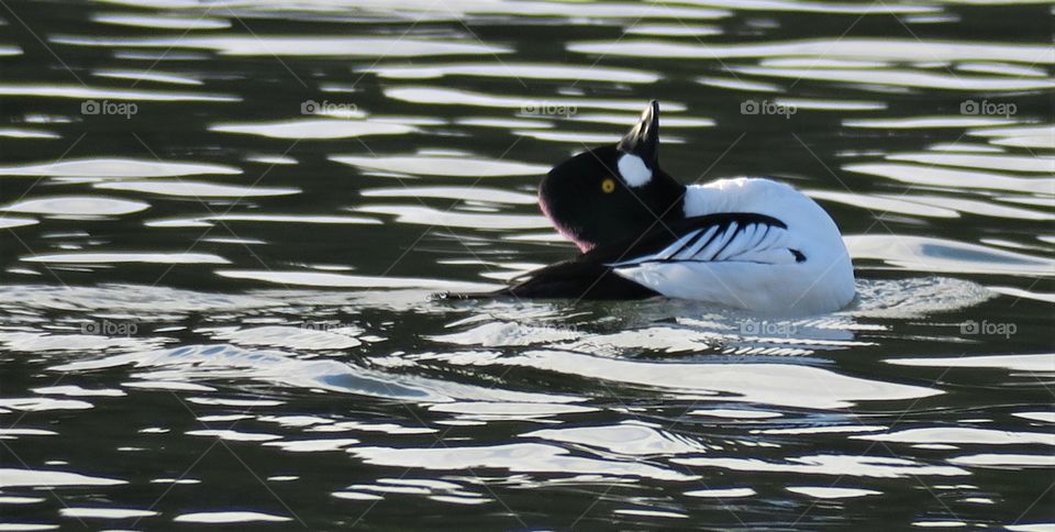 Common Goldeneye in action