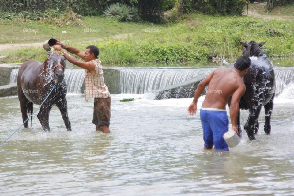 Bathing Horses