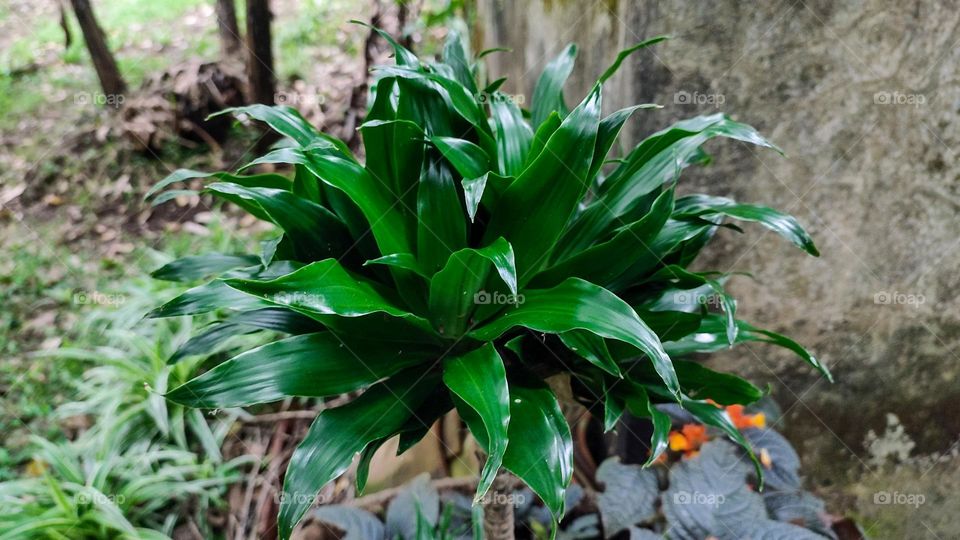 Suji (Dracaena fragrans compacta).
Dracaena are a fantastic group of plants, being pretty drought tolerant when it comes to houseplants and can withstand various levels of light.