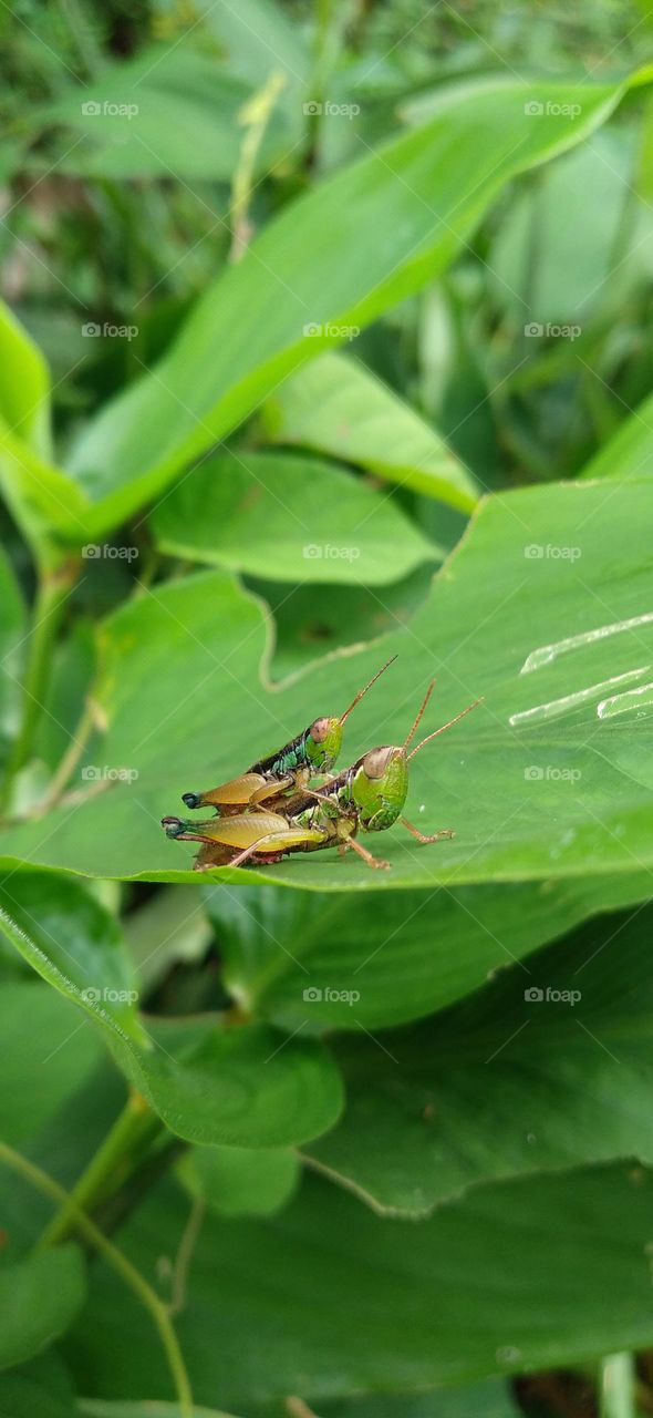 A grasshopper is making love on a green leaf