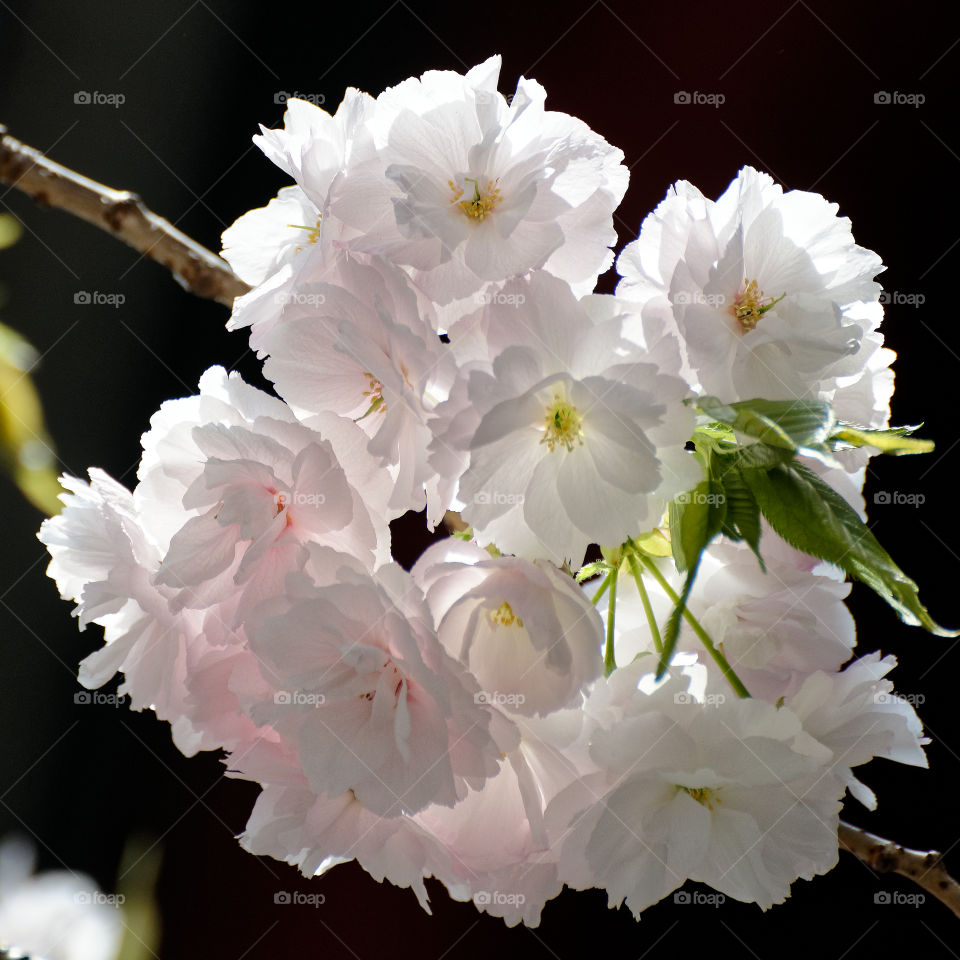 Pale pink yaezakura cluster