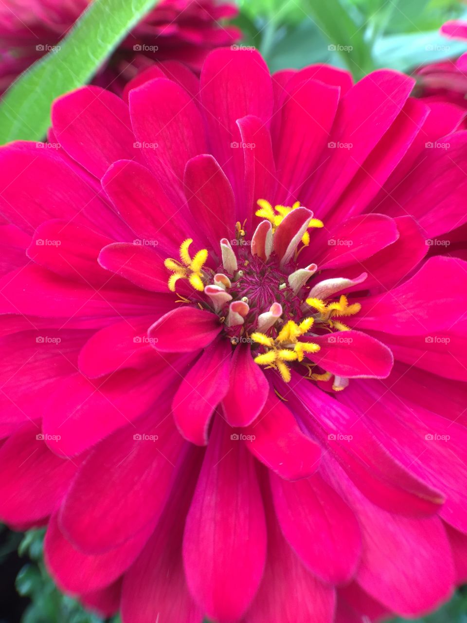 Magenta fuchsia flower 