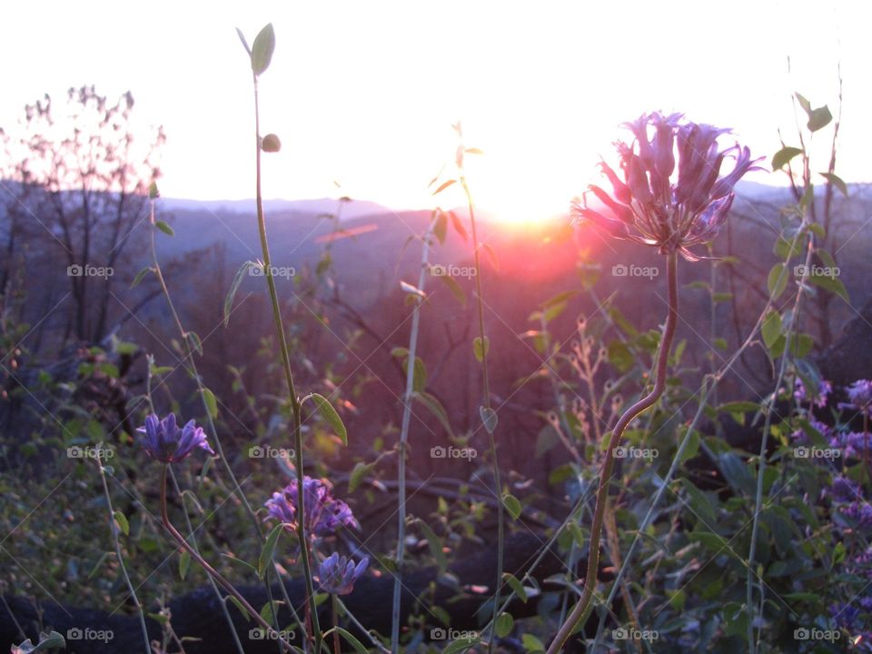 Wildflower sunset. Purple California flowers