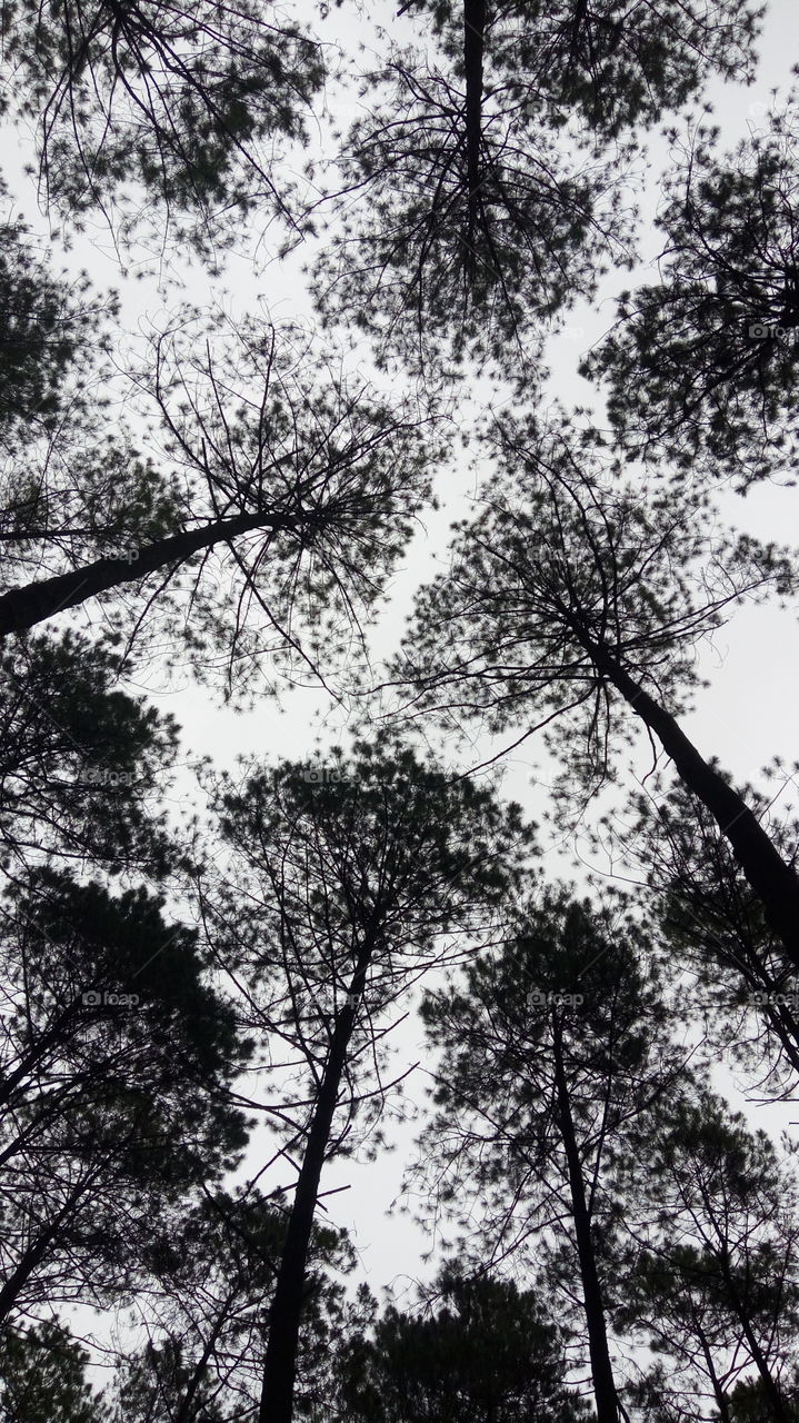 Pinus tawangmangu