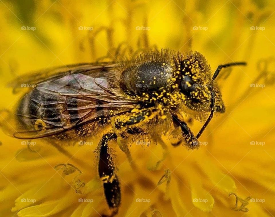 If the bee disappeared off the surface of the globe, then man would have only four years of life left.