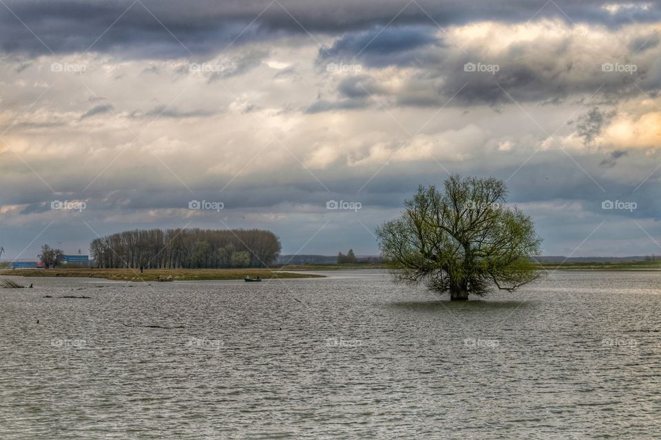 Tree in a river on cloudy day.Spring season landscape