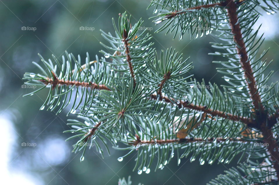 Close-up of fir tee and raindrop