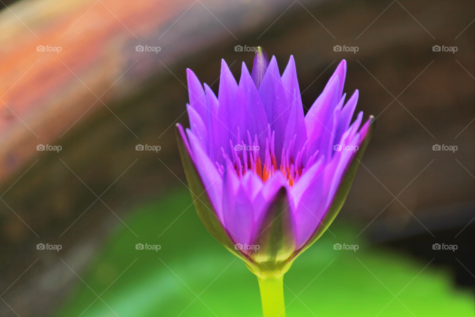 green nature flower purple by icestylecg