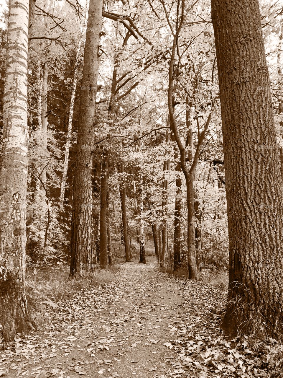 Walking path in wood 