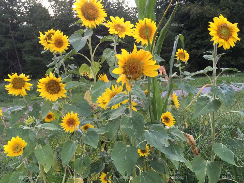 Sunflower beauties