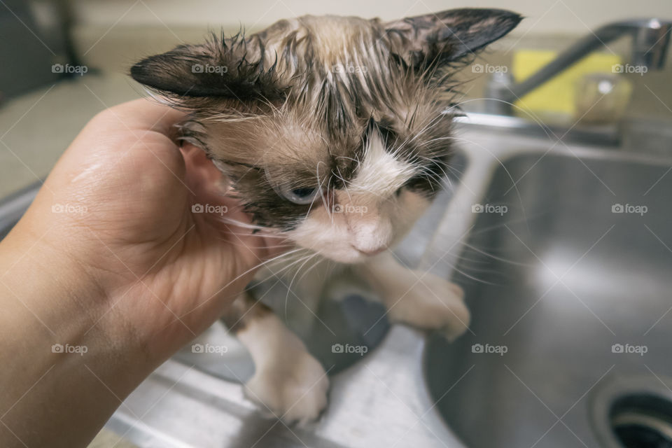 Ragdoll cat in shower 