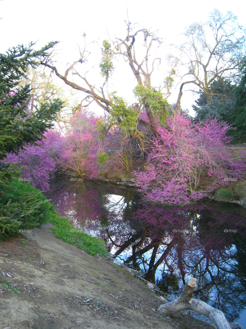 UC Davis arboretum