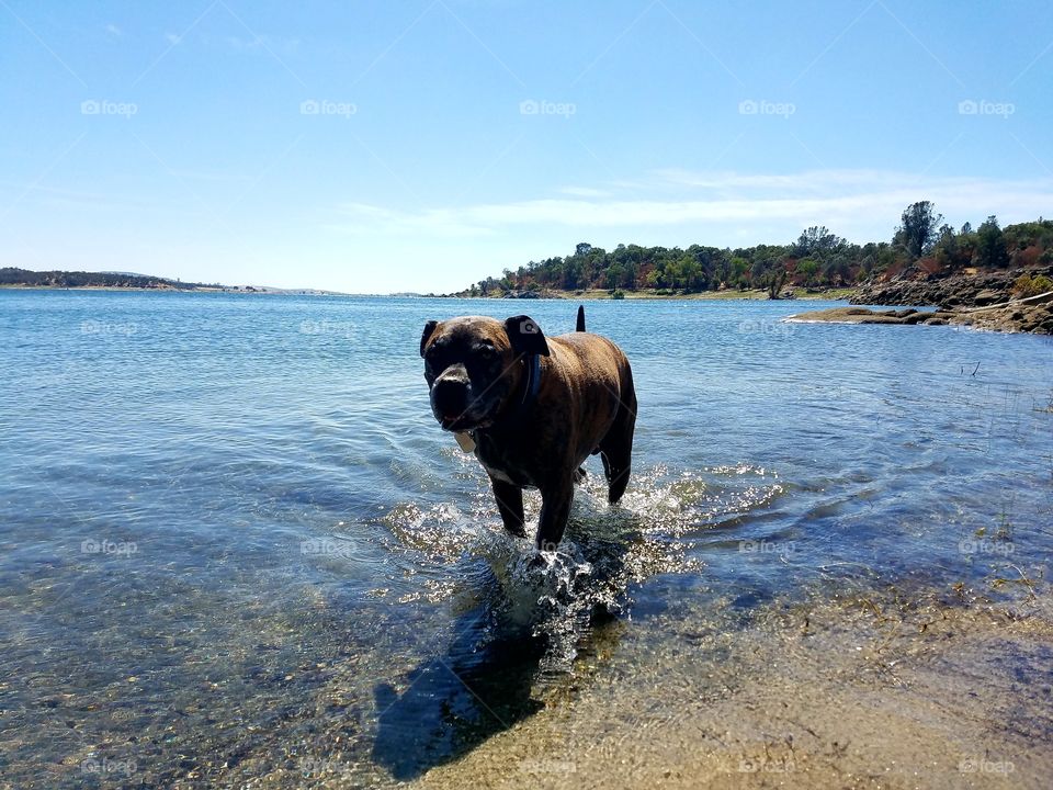 Thor lovin a nice lake day!