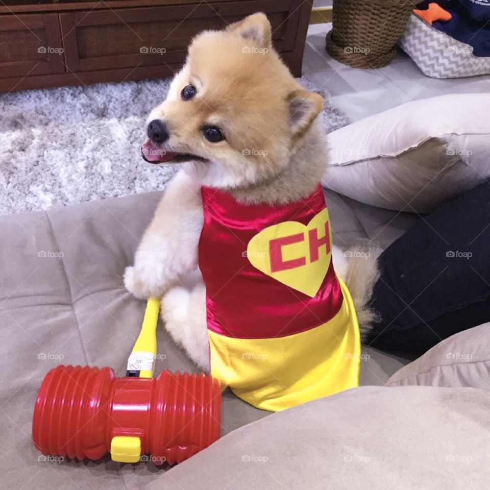 Dog Hero