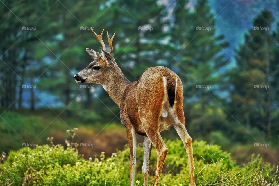 Young Male Deer In California Wilderness