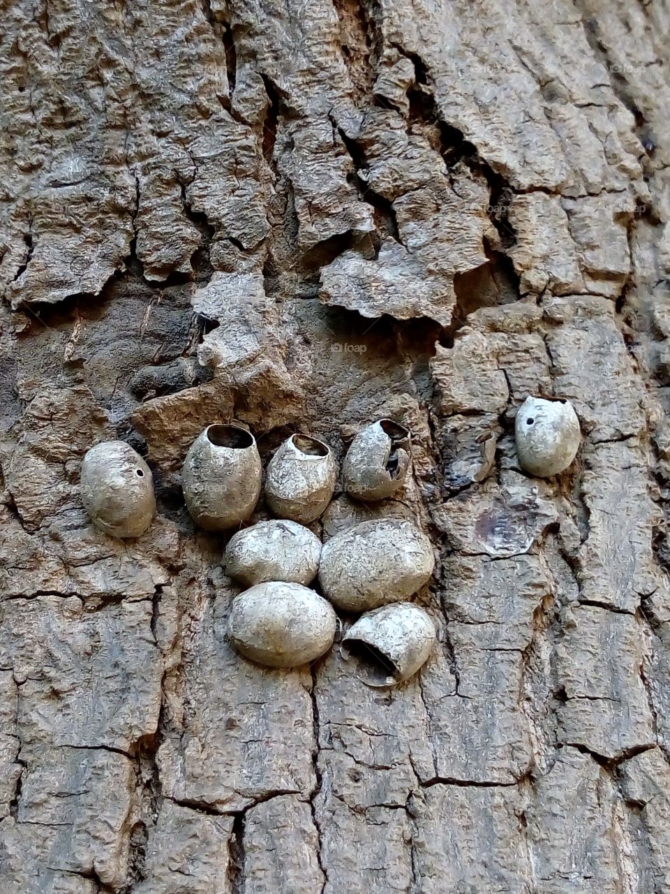 Snail animal shell on tree bark.