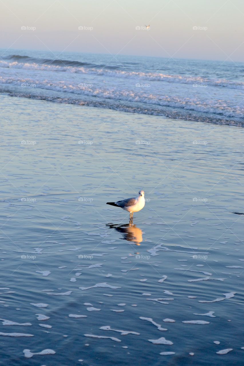 Sandpiper Reflection 