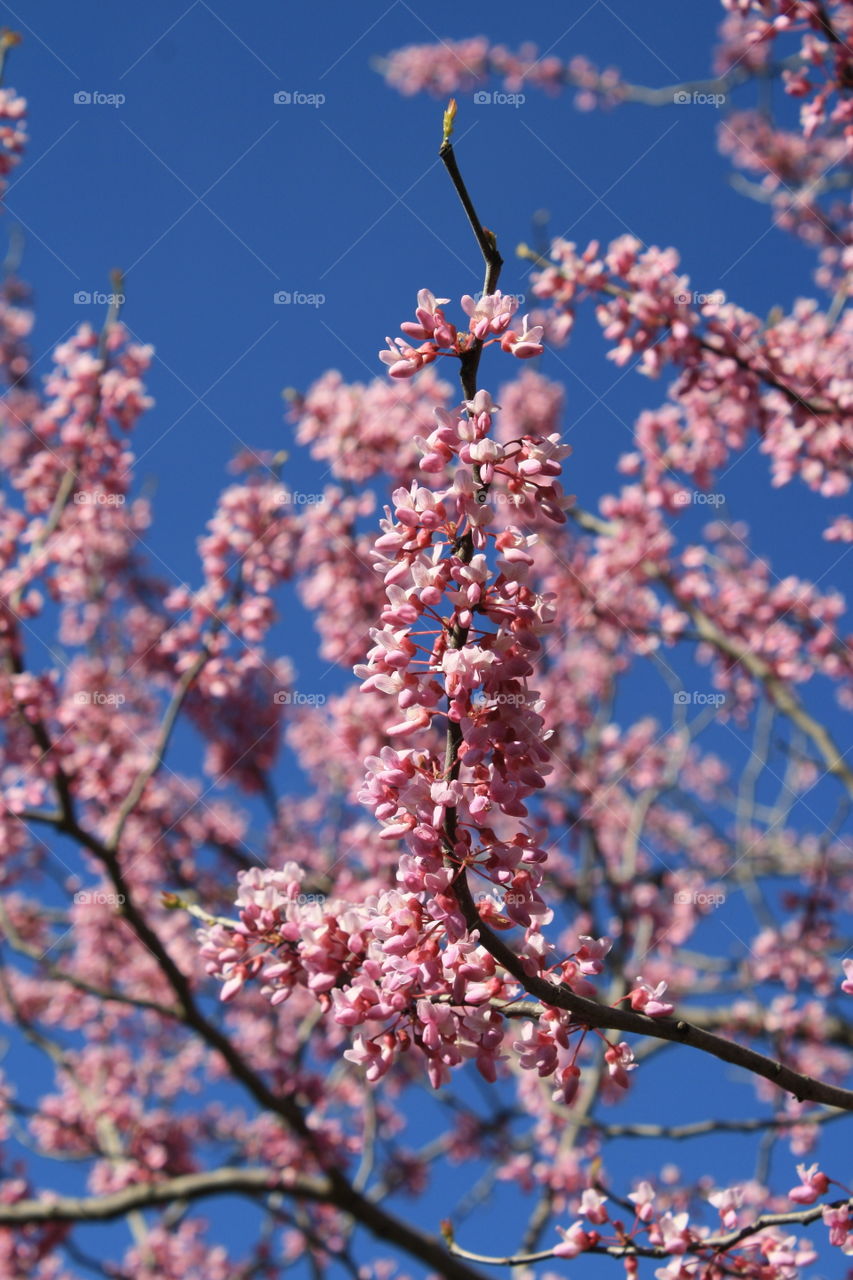 Pink blooms 