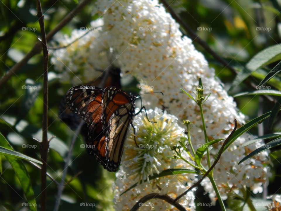 Monarch. Migration time. From Canada to the southern US