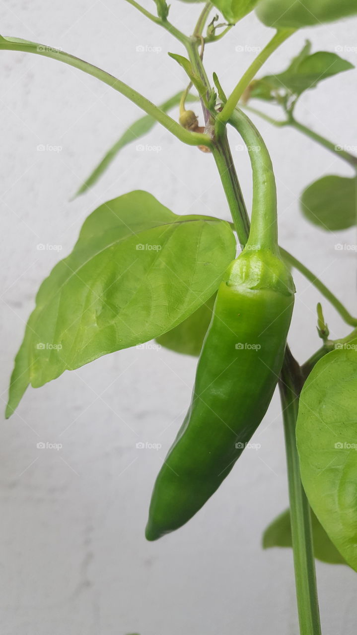 Das Auge Sieht was Schön ist und Schön ist dein Eigenes aufgezogene Essen.