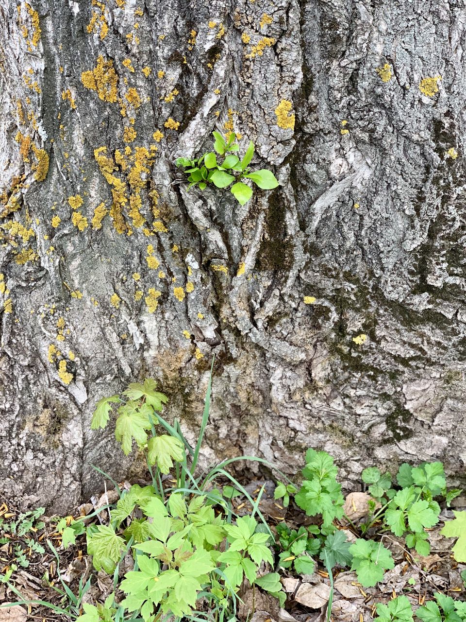young sprouts are on the trunk of an old tree