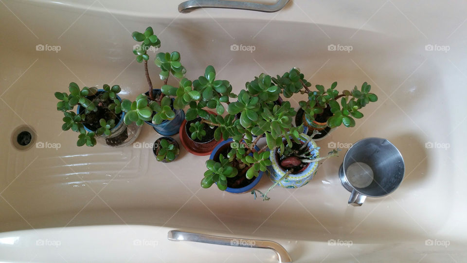 Plants having a wash in a bathtub