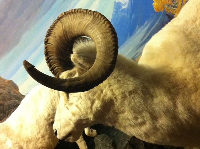 Mountain goat