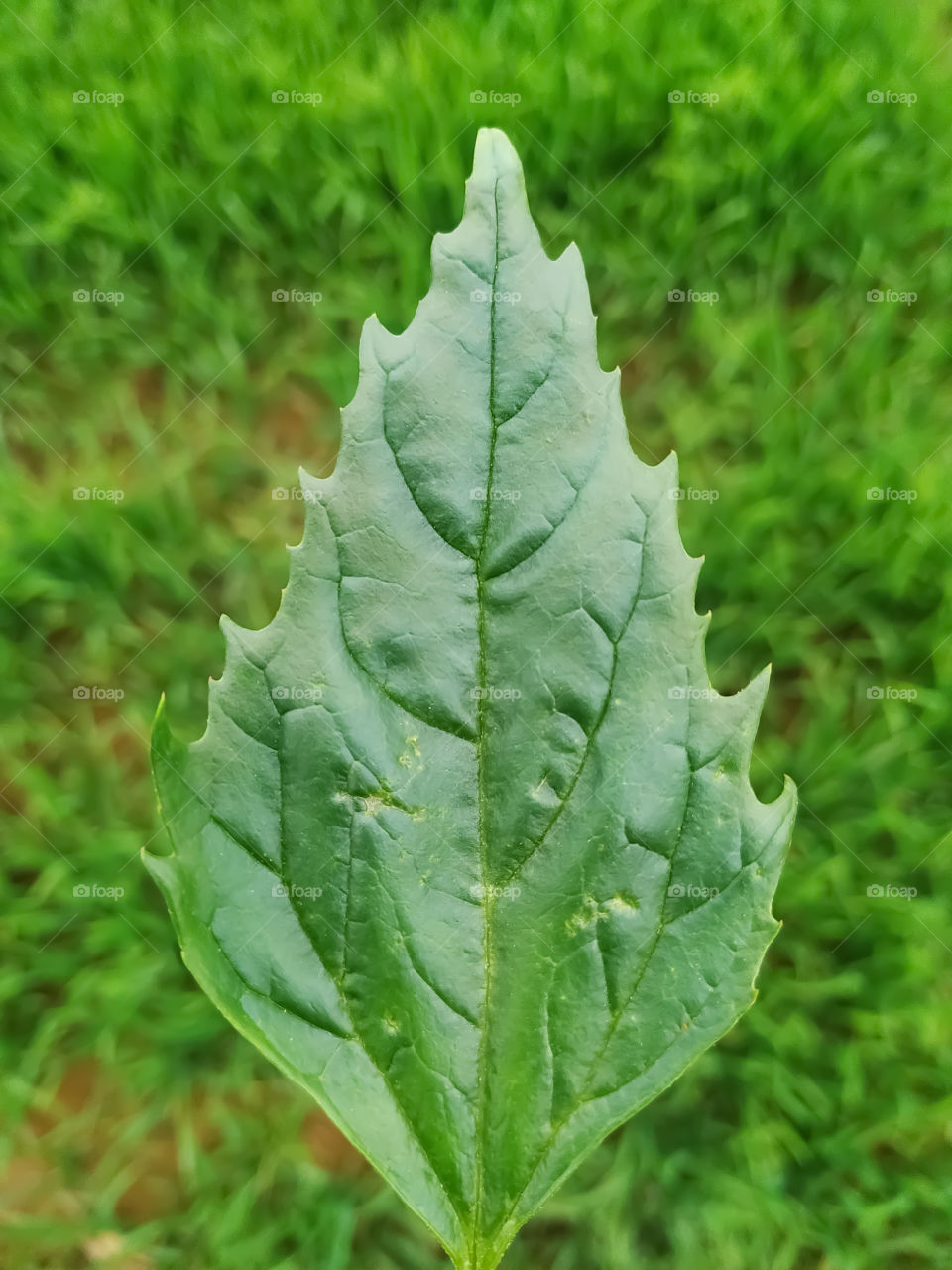 Green leaf on background green