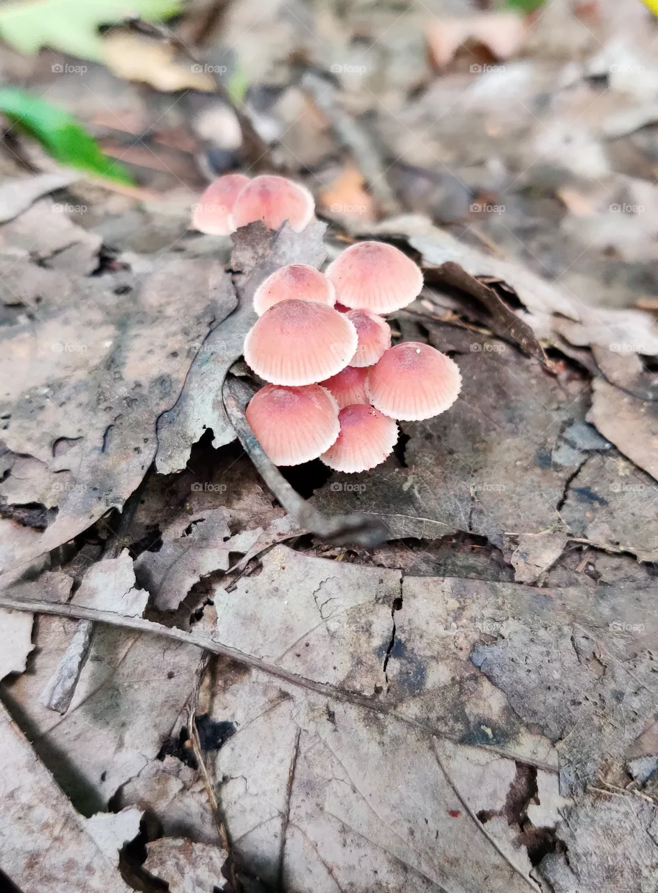 Autumn mushrooms.