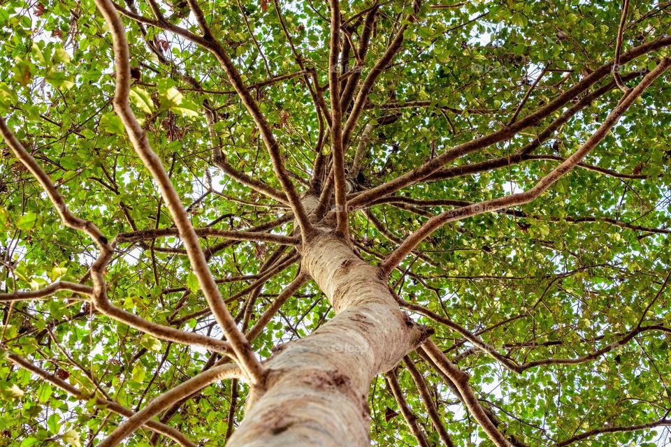 Upward view of an American Holly Tree, male (no berries). Raleigh, North Carolina. 