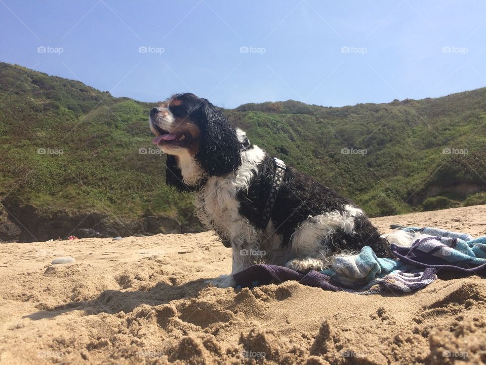 Dog on the beach