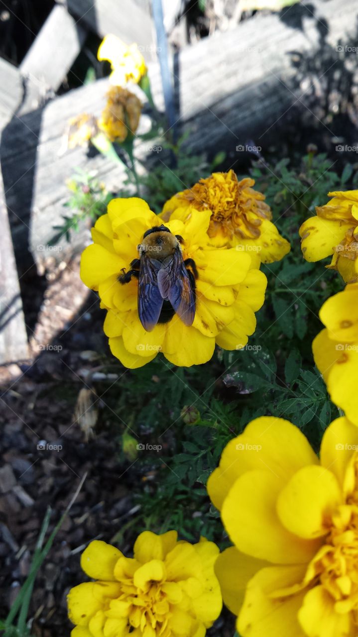 bee pollination . flowers and bees 