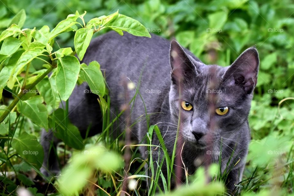 Cat in nature