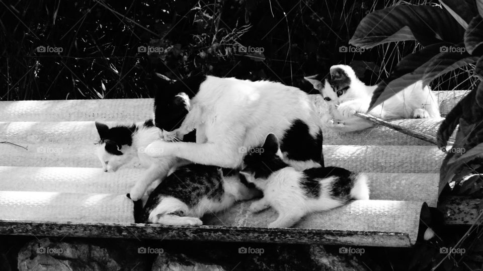 Cats. Cat family