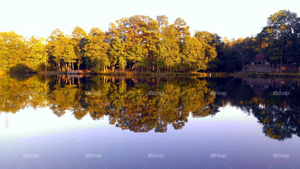 trees reflected in a lake