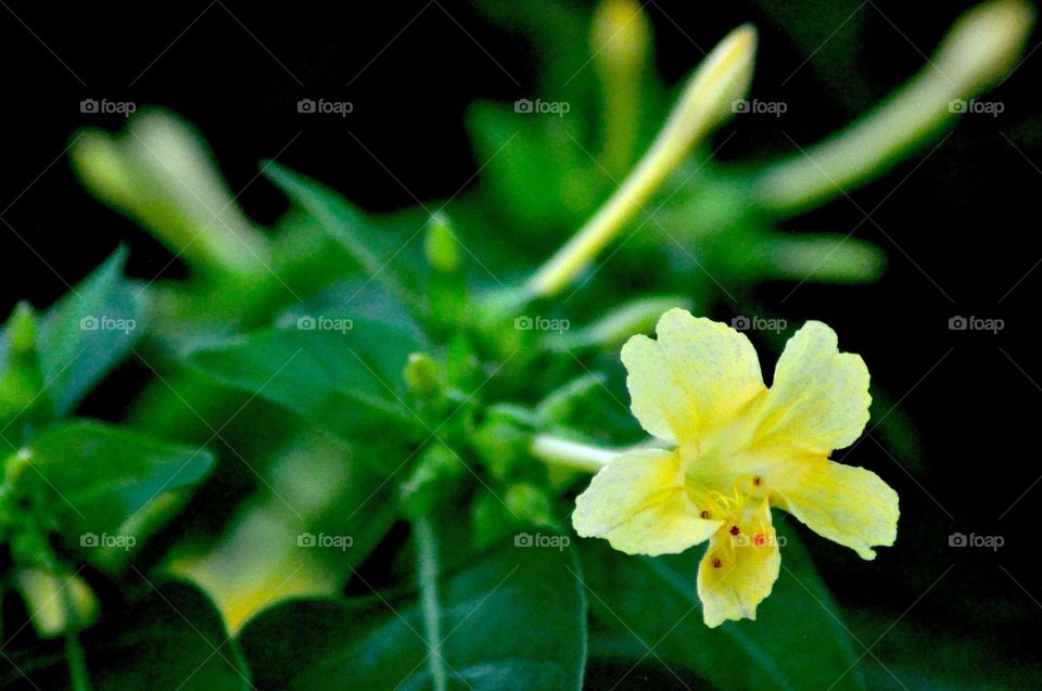 --Petal at morning and evening....