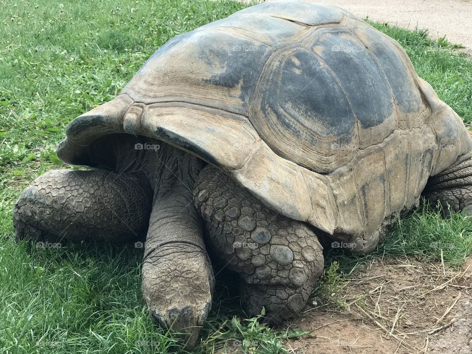 Giant Tortoise