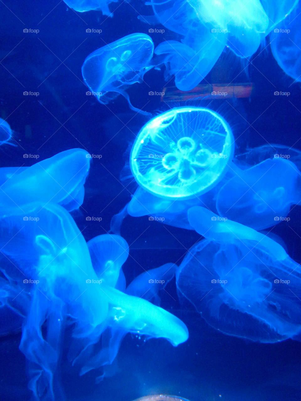 Tranquil jellyfish