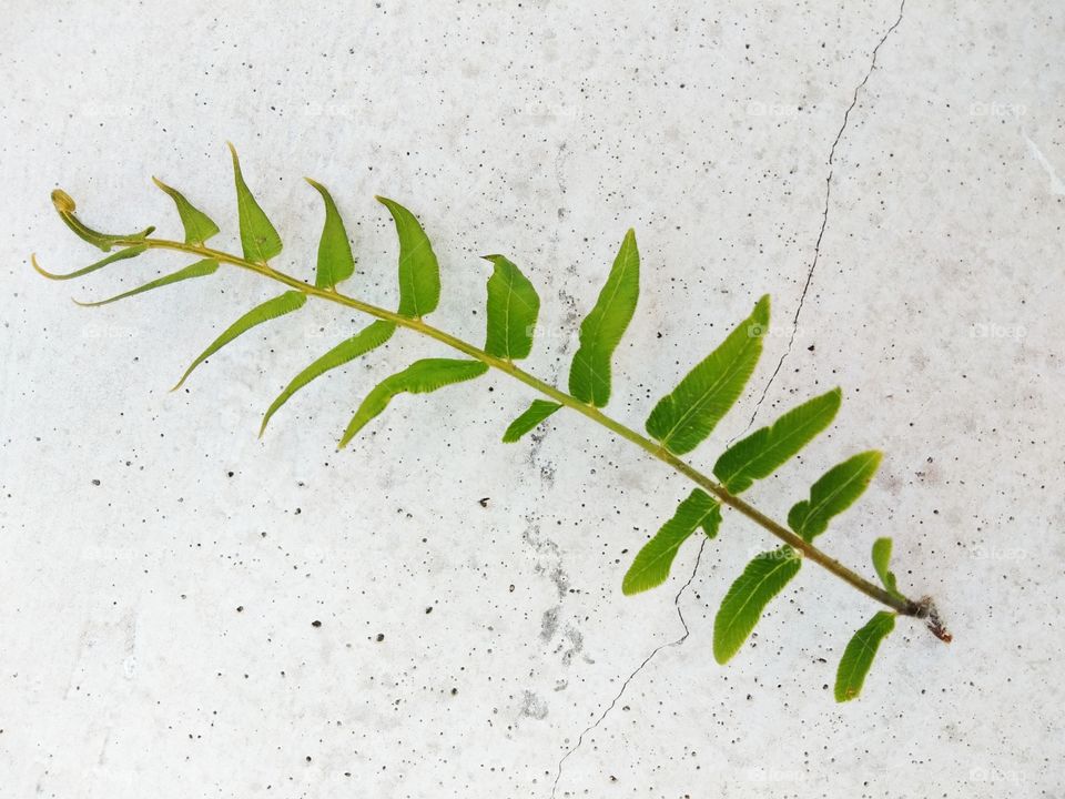 fern leaves